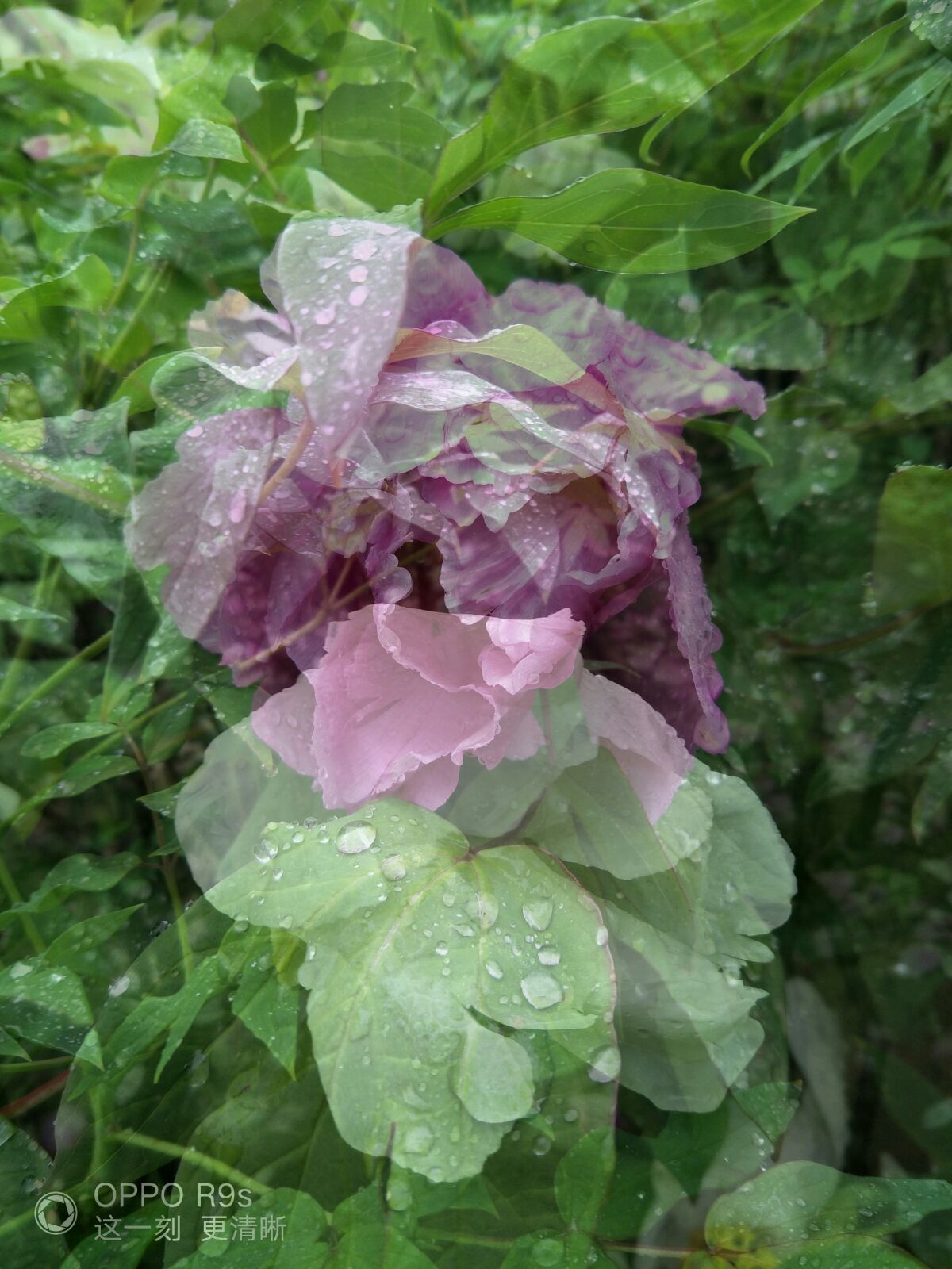 风吹雨成花