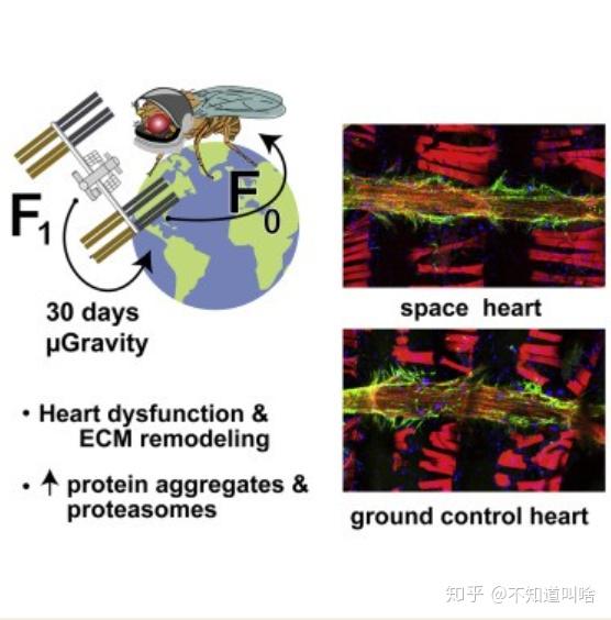 果蝇跟随天舟八号上太空后的吃喝生活，揭秘太空中的昆虫生存之旅