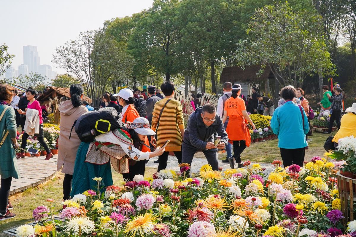 广西桂林，金秋菊展盛开，共鉴古典文雅菊花盛宴