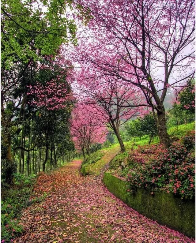 风吹雨成花